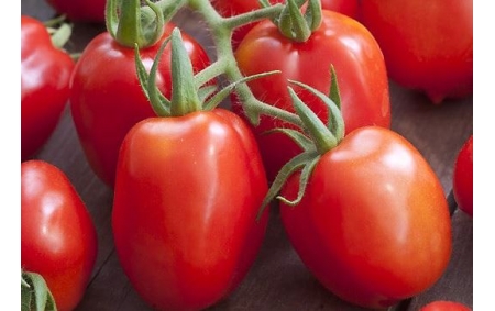 Tomates Roma bio
