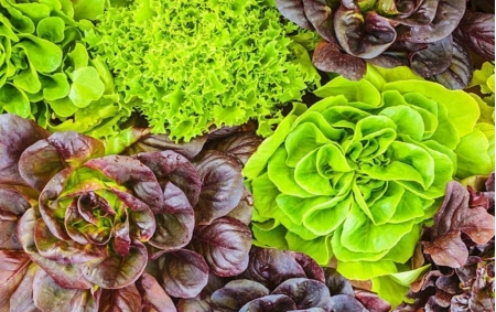 Salade bio