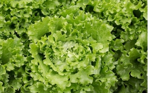 Salade batavia blonde bio