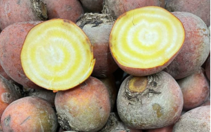 Betteraves jaunes crues bio