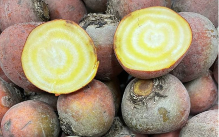 Betteraves jaunes crues bio