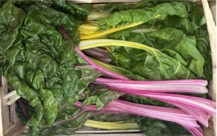 Blettes multicolores bio