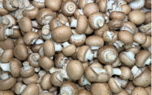 Champignons de Paris bio