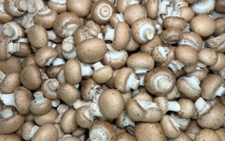 Champignons de Paris bio
