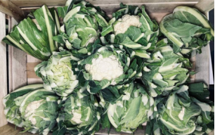 Chou fleur bio