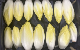 Endives bio