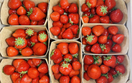 Fraises bio