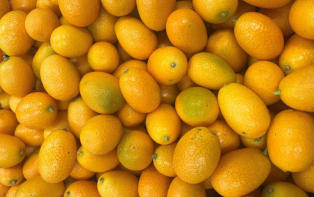 Kumquat bio - Corse