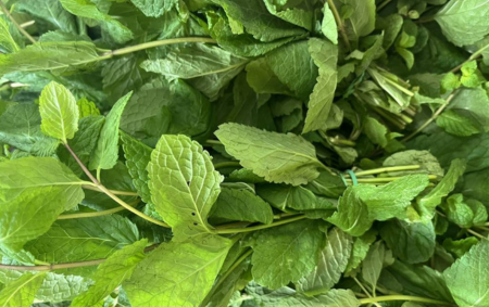 Menthe botte bio