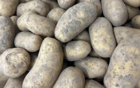 Pommes de terre bio