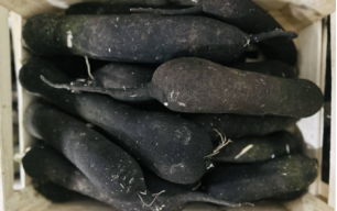 Radis noir long bio 2