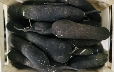 Radis noir long bio