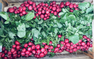 Radis rouges botte bio