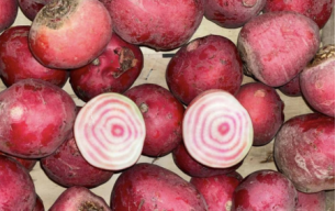Betteraves chioggia bio
