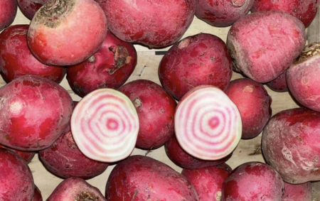 Betteraves chioggia bio
