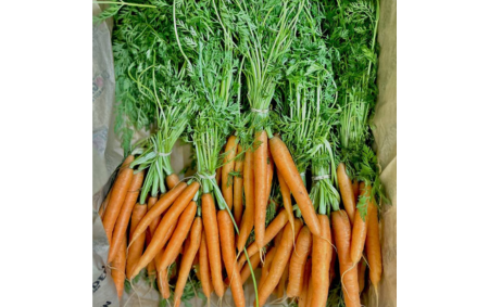 Carottes botte bio