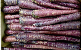Carottes violettes bio