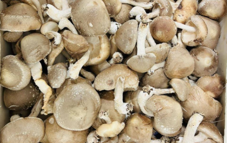 Champignons shiitaké bio
