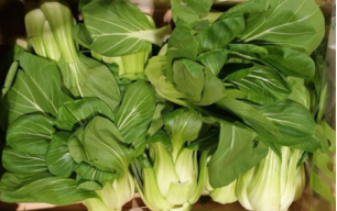 Chou pak choï bio