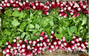 Radis roses bio
