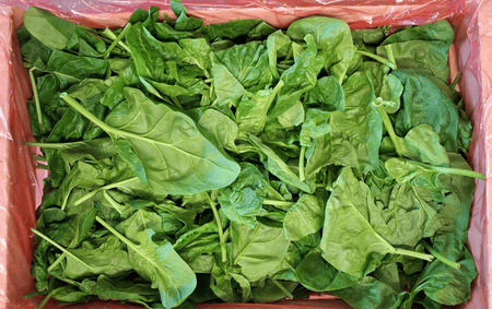 Epinards feuilles bio