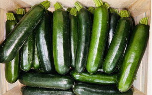 Courgettes longues vertes bio