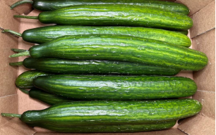 Concombre long bio
