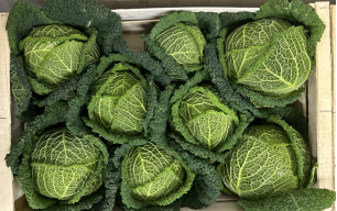 Chou vert frisé bio