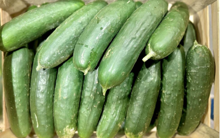Concombre noa bio