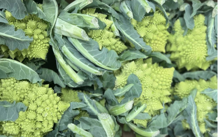 Chou romanesco bio