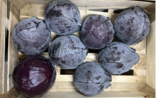 Chou rouge bio - demi