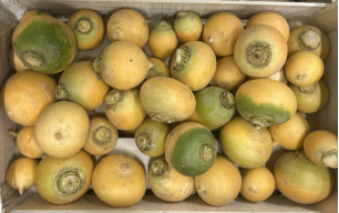 Navets boule d'or bio