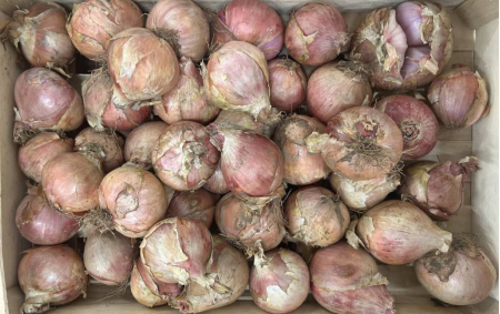 Oignons roses bio
