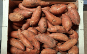 Patates douces bio 2