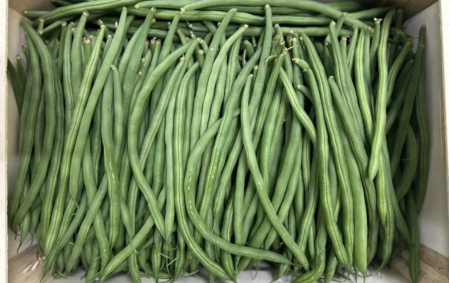 Haricots verts fins bio