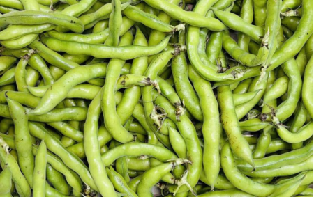 Fèves bio