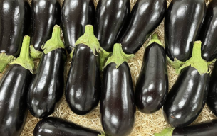 Aubergines violette bio