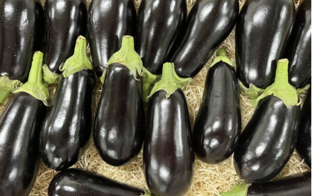 Aubergines violette bio