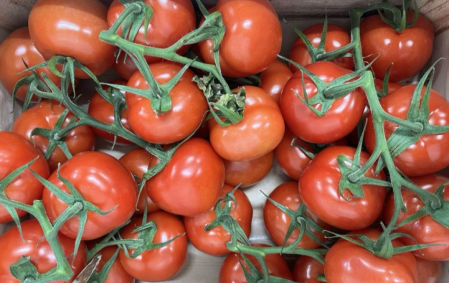 Tomates rondes grappe bio