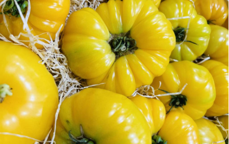 Tomate côtelée jaune bio