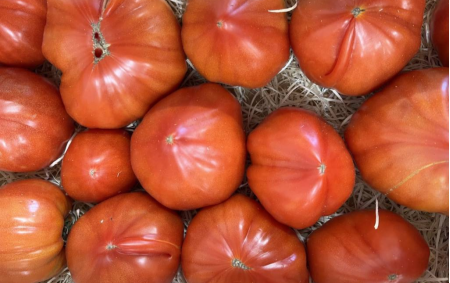 Tomate population allongée coeur...