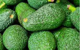 Avocat bio - Corse 2