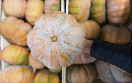 Courge musquée bio