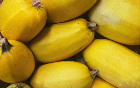 Courge spaghetti bio