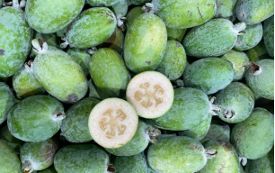 Feijoa bio