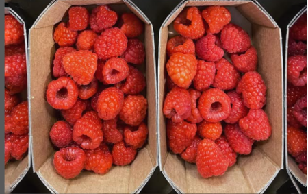 Framboises bio