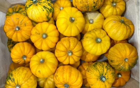 Petites courges 'jack be little' bio