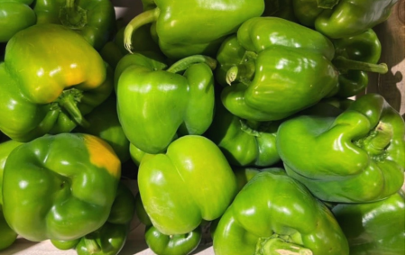 Poivrons verts bio