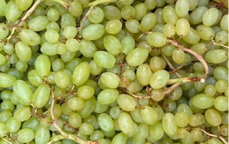 Raisin blanc bio