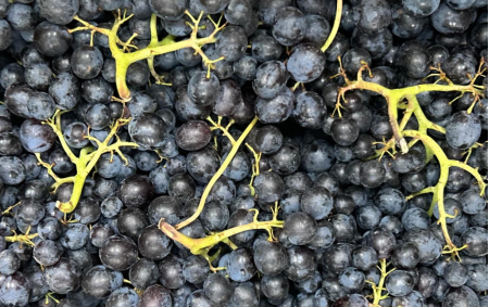 Raisin noir bio